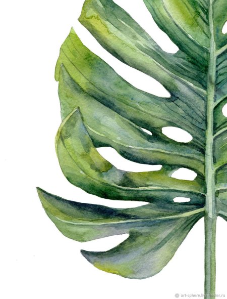 Тропические листья акварелью