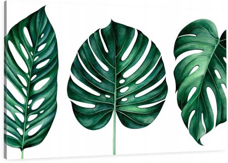 Тропические куст monstera