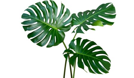 Монстера эскулетто