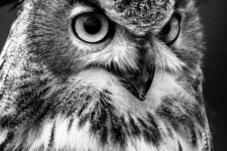 Black and white owl