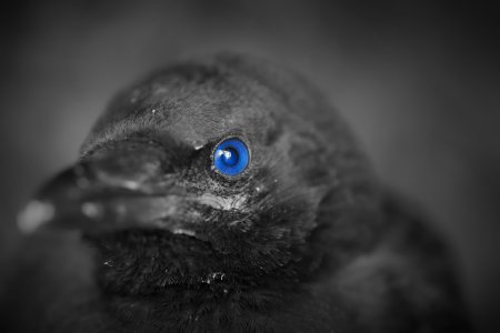 Глаза ворона