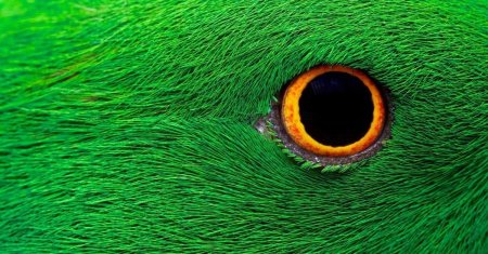 Глаза попугая