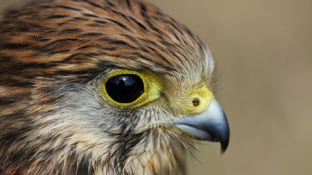 Ястребиная пустельга