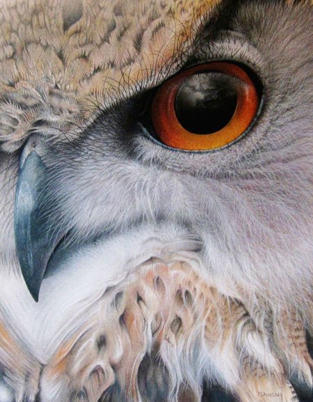 Eurasian eagle owl