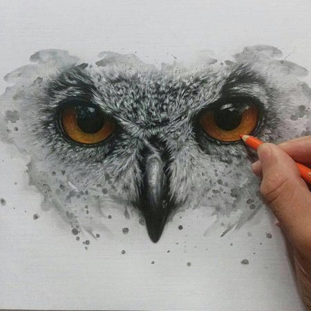 Сова карандашом