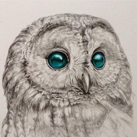 Сова карандашом