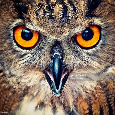 Сова совиные глаза