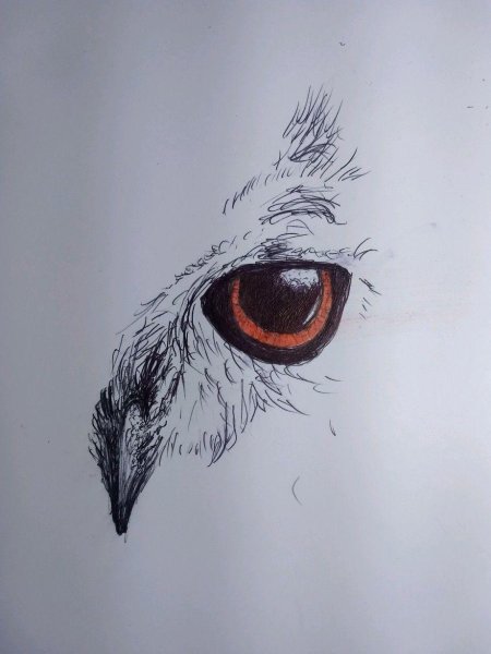 Глаза совы тату эскиз
