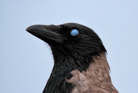 Серая ворона клюв