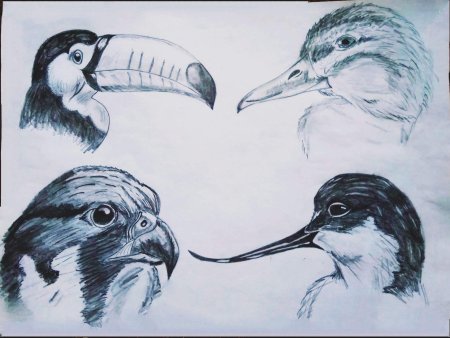 Наброски птиц