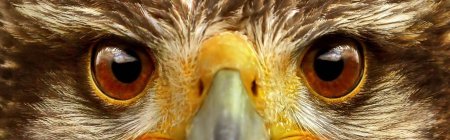 Глаза сокола