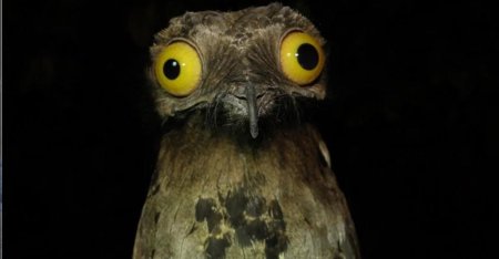 Исполинские козодои