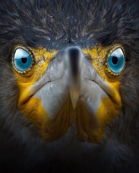 Хищна птица