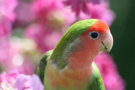 Розовые попугаи