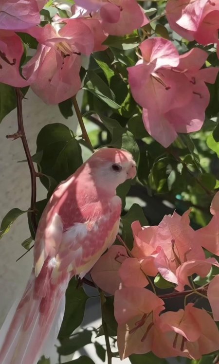 Розовобрюхие травяные попугайчики