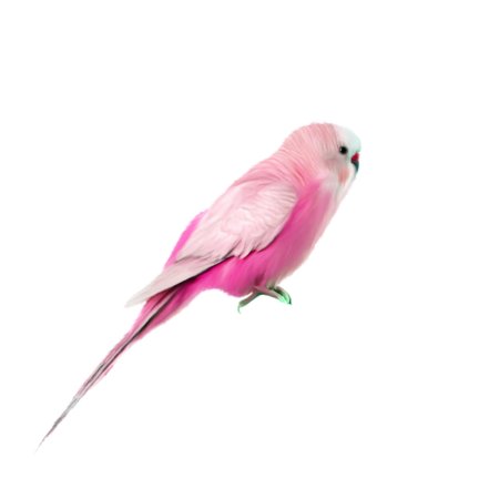 Волнистый попугайчик розовый