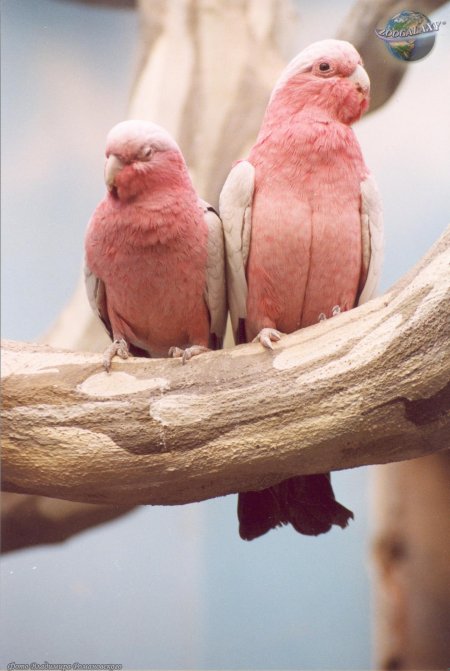 Попугаи неразлучники какаду