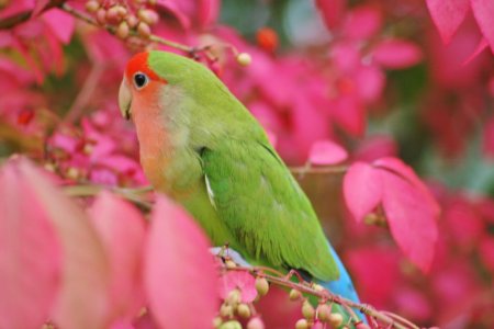 Попугаи неразлучник