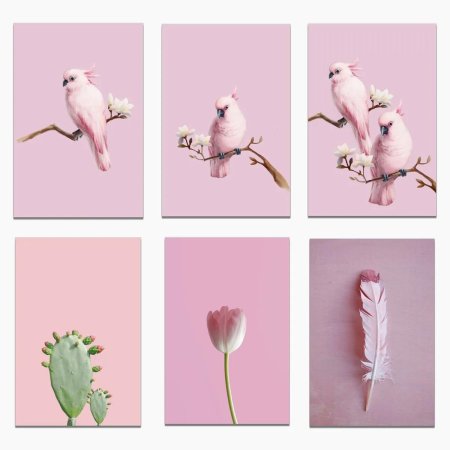 Попугай какаду розовый