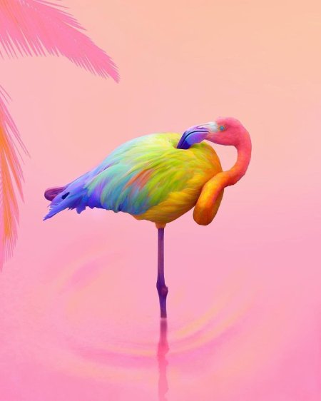 Птица фламинго
