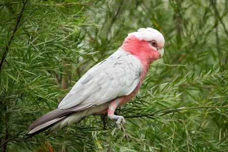 Розовый какаду попугай