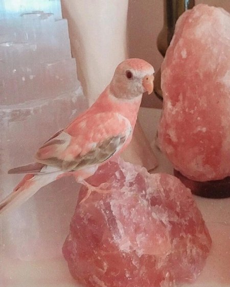 Неразлучники попугаи розовые