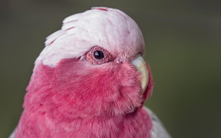 Розовый какаду гала
