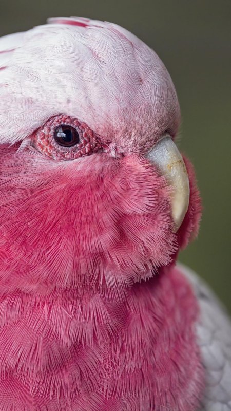 Какаду розовый