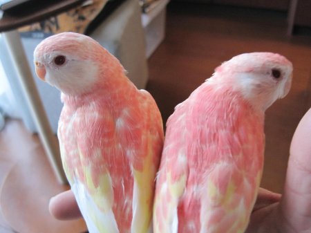 Lutino bourke’s parakeet