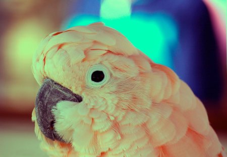 Розовый попугай волнистый