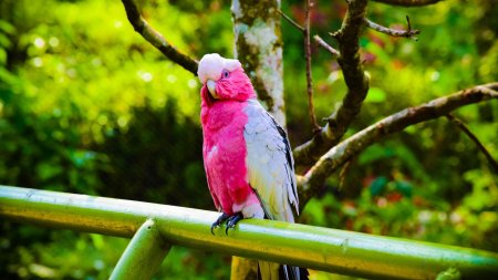 Попугаи какаду гала