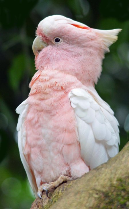 Попугаи какаду