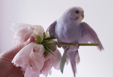 Попугаи волнистые попугайчики