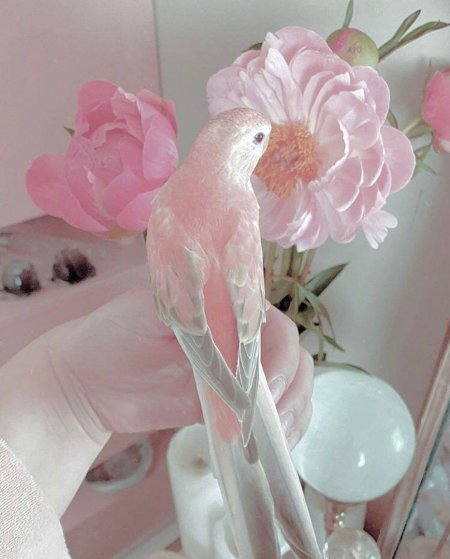Розовая птица