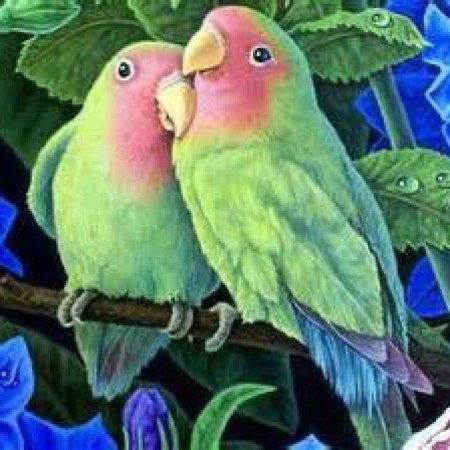 Попугаи неразлучник