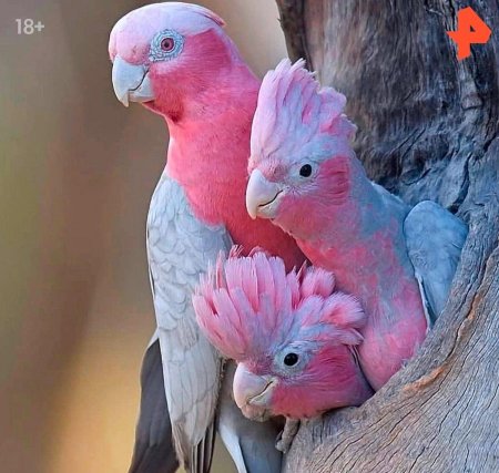 Розовые какаду
