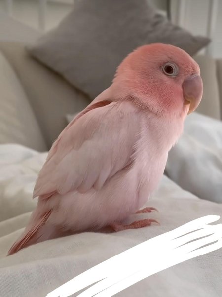 Попугаи милые