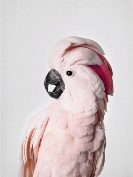 Розовые какаду