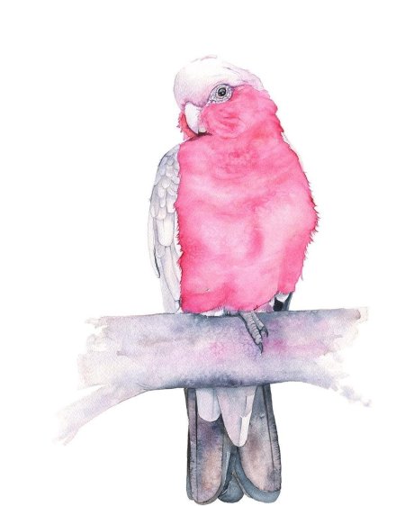 Попугай акварелью