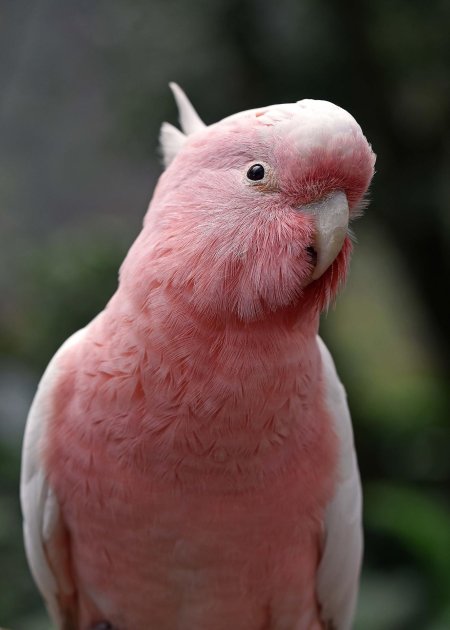 Попугаи розовые