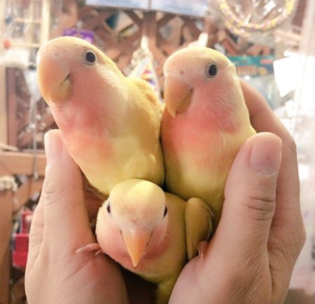 Попугай неразлучник розовощекий