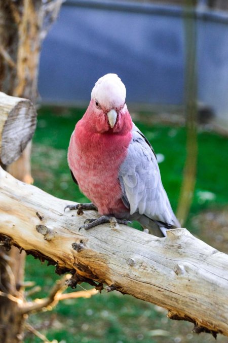 Попугаи неразлучники какаду