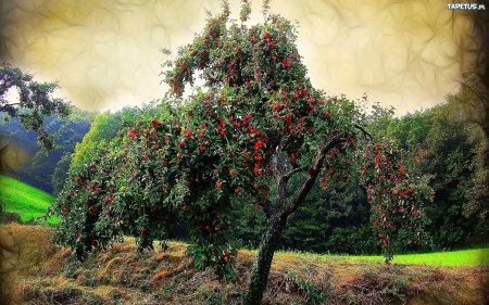 Дерево яблони жарден