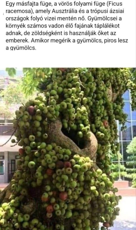 Экзотические деревья