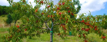 Дерево нектарин