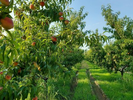 Нектарин дерево крым