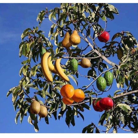 Фруктовое дерево