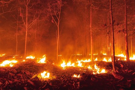 Пожар в лесу