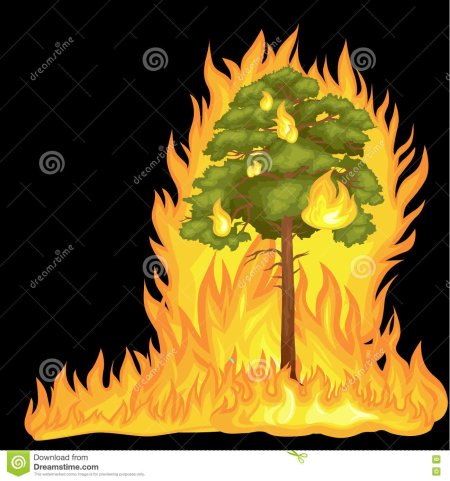 Горящее дерево