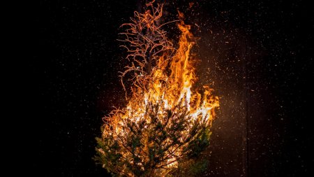 Дерево в огне